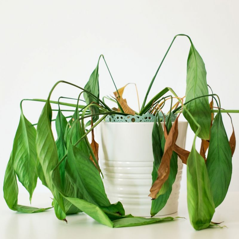 Wilting Leaves