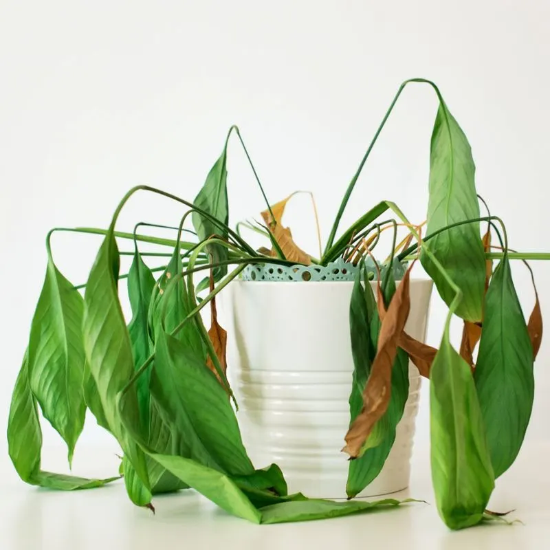 Wilting Leaves