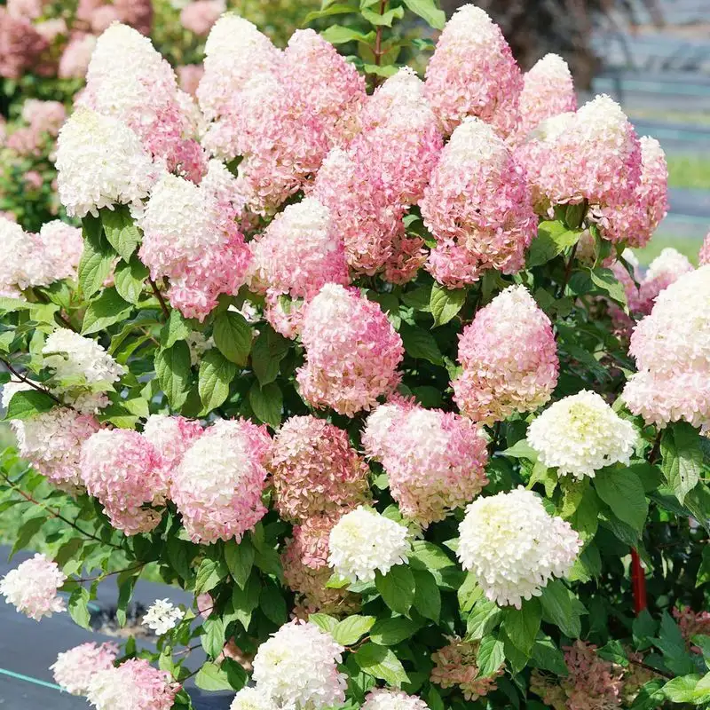 Attracts Beneficial Pollinators