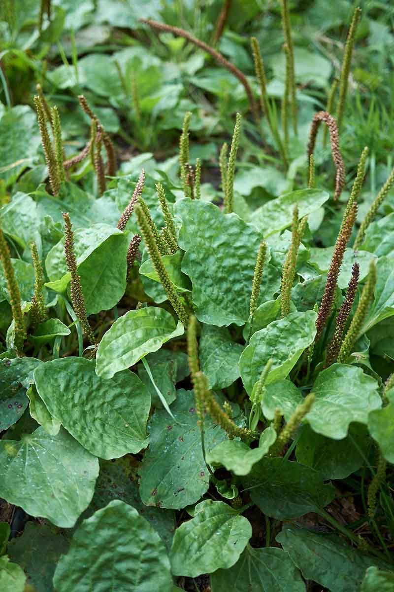 Seasonal Growth