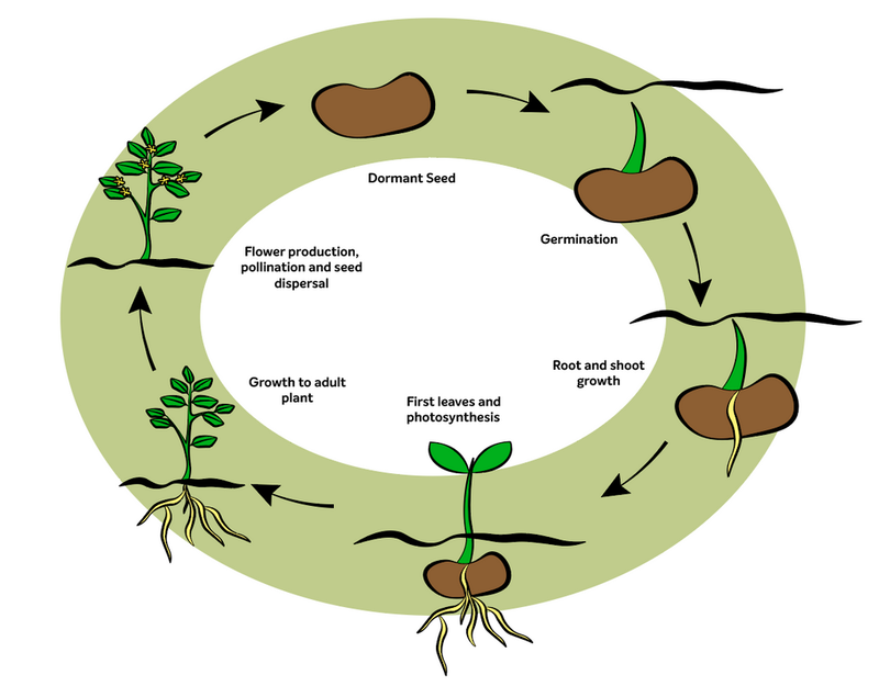 Seasonal Plant Cycle