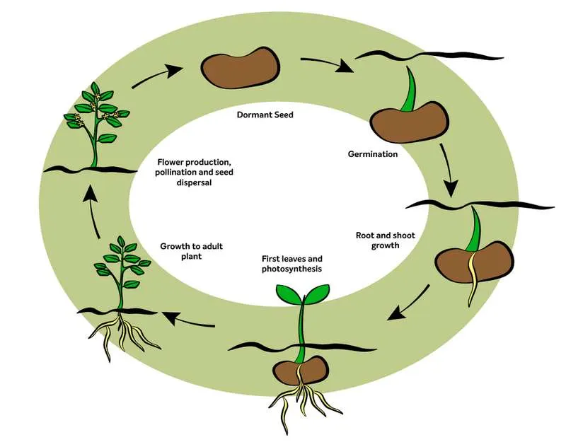Seasonal Plant Cycle