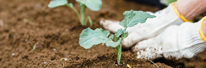 Seasonal Planting Guides