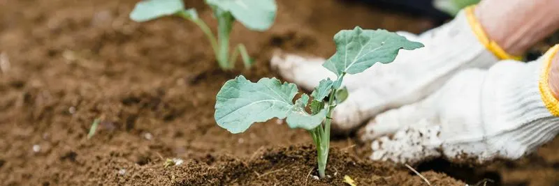 Seasonal Planting Guides