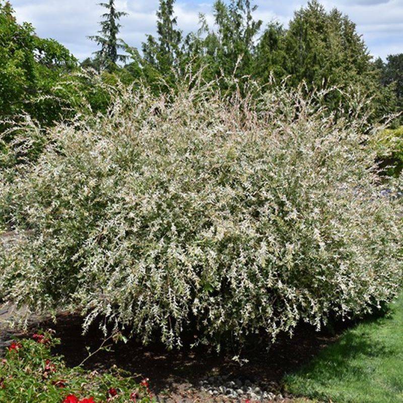 Versatile Landscaping