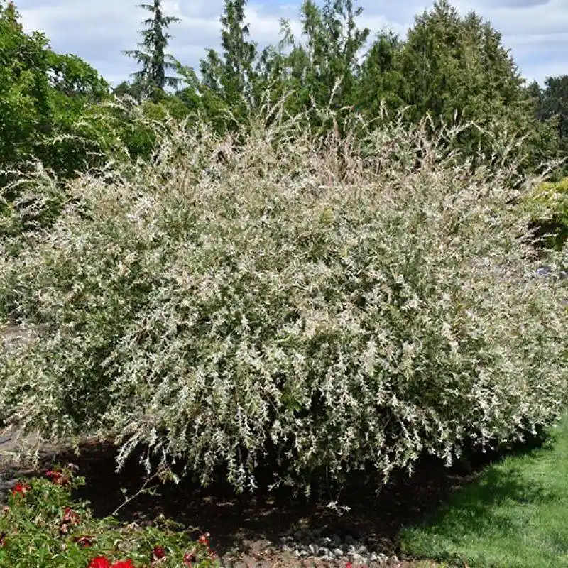 Versatile Landscaping