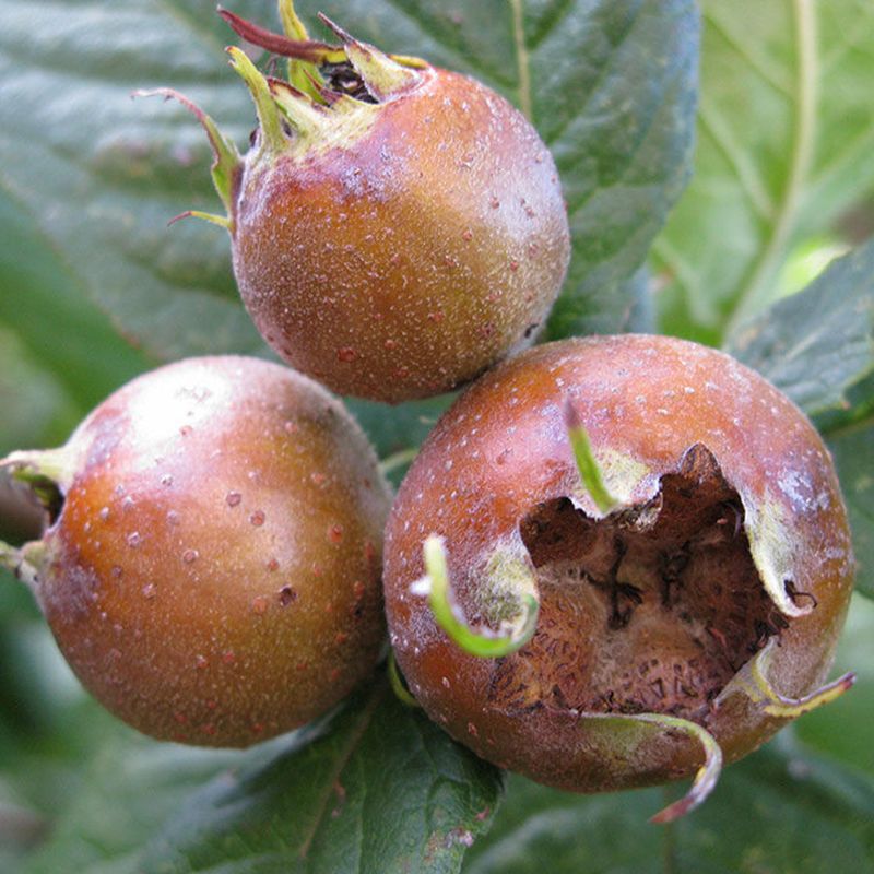 Medlar