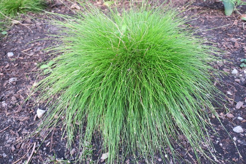 Sedge