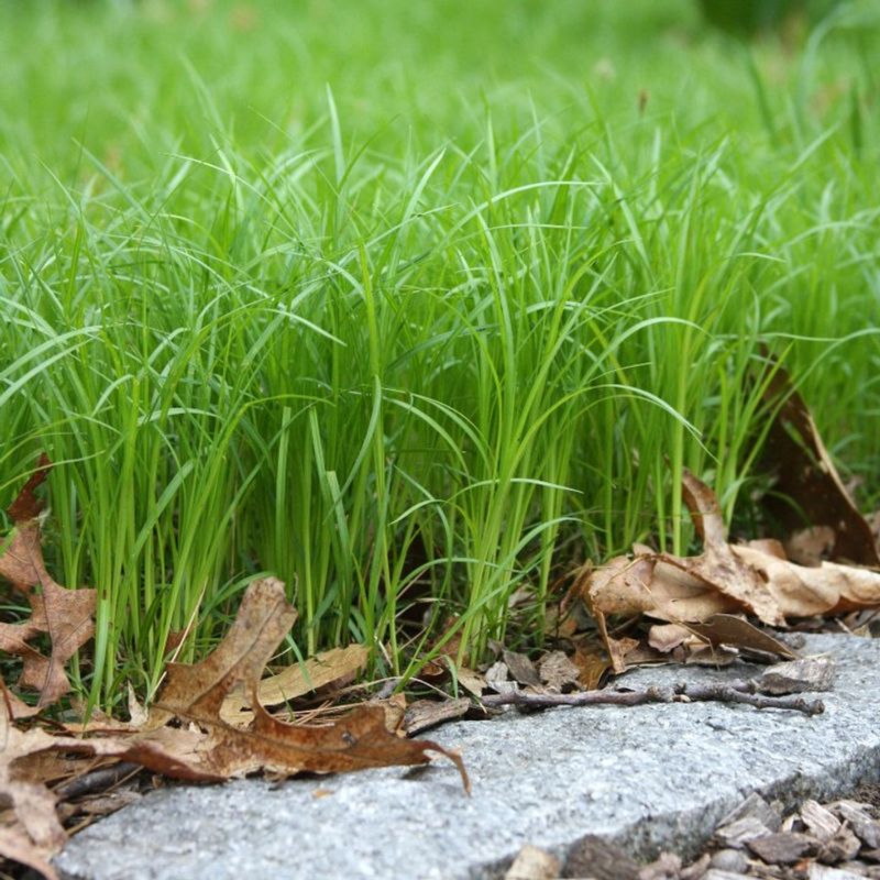 Sedge
