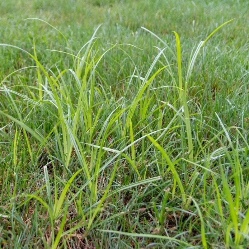 Sedgehammer Herbicide