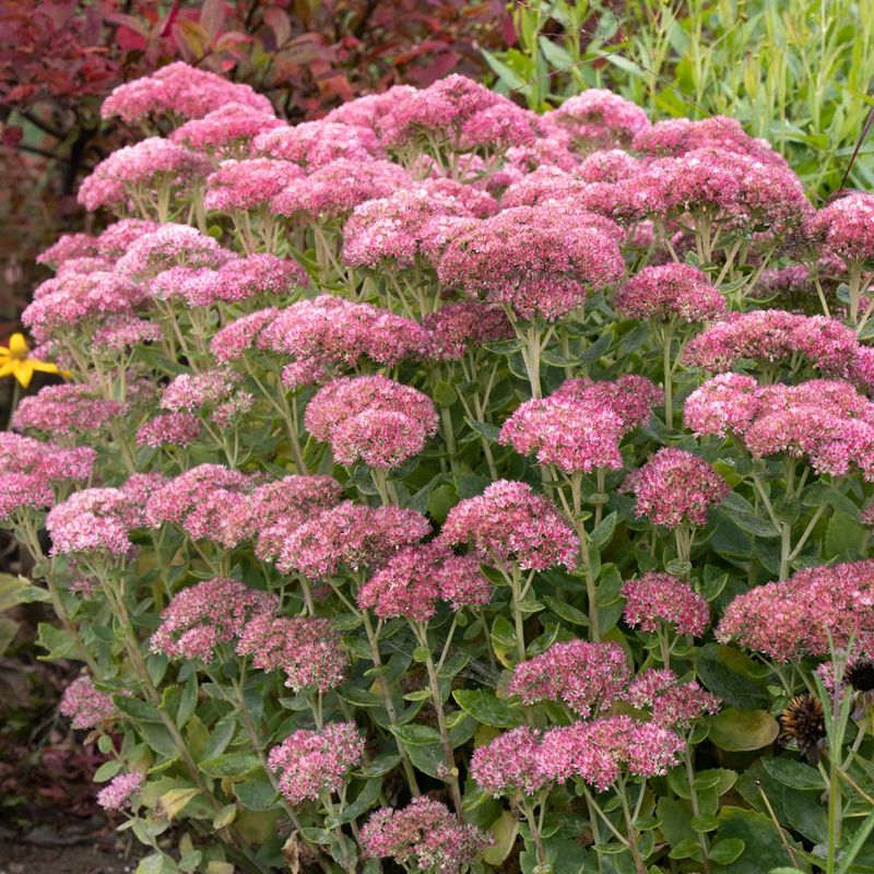 Sedum
