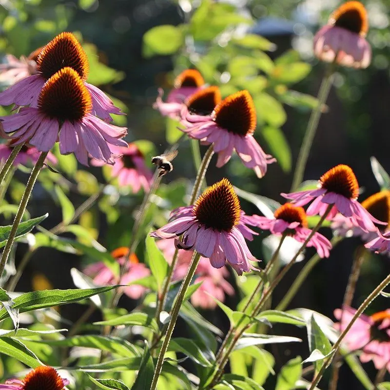 Coneflower