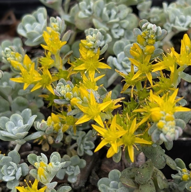 Sedum