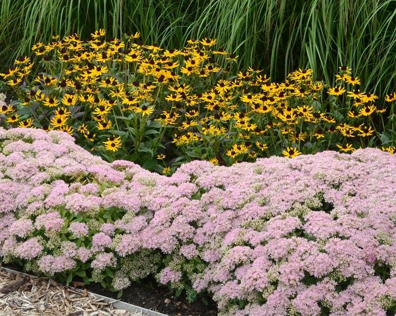 Sedum