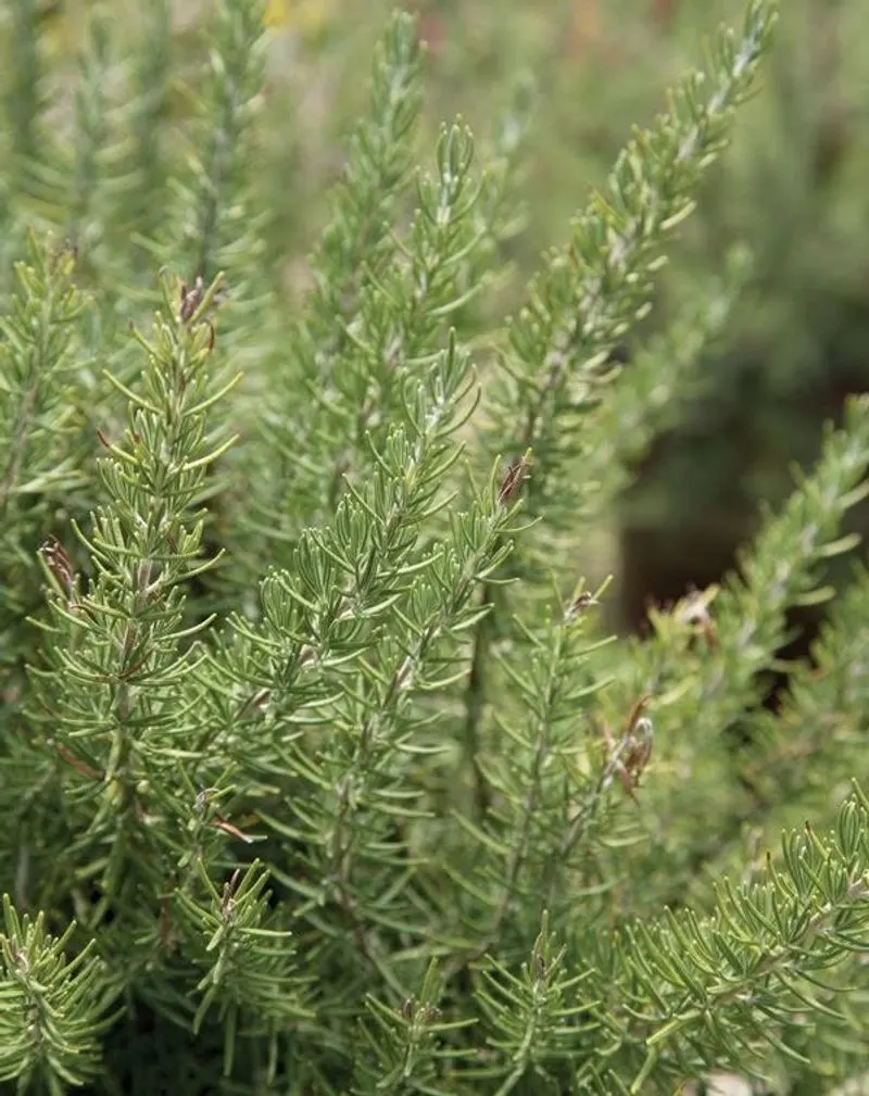 Rosemary