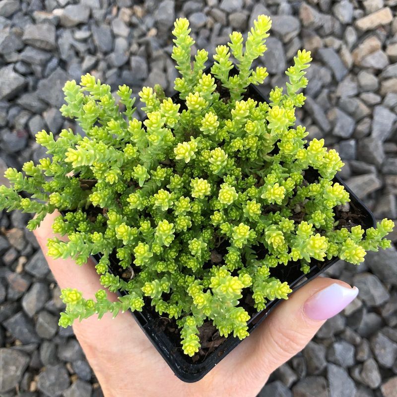 Sedum (Stonecrop)