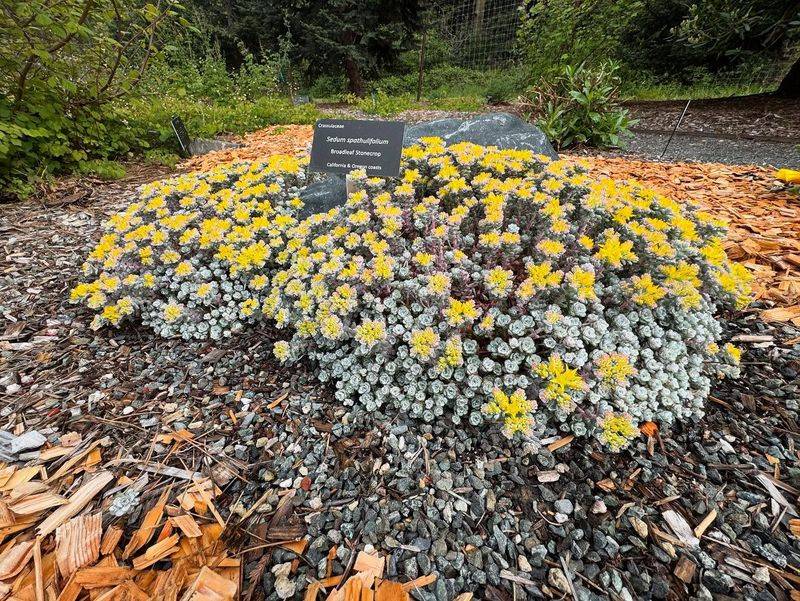 Sedum (Stonecrop)