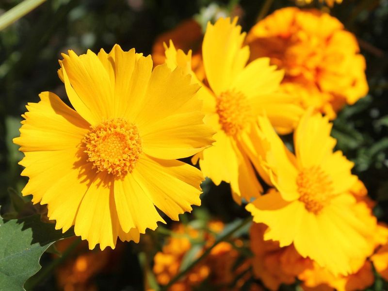 Coreopsis