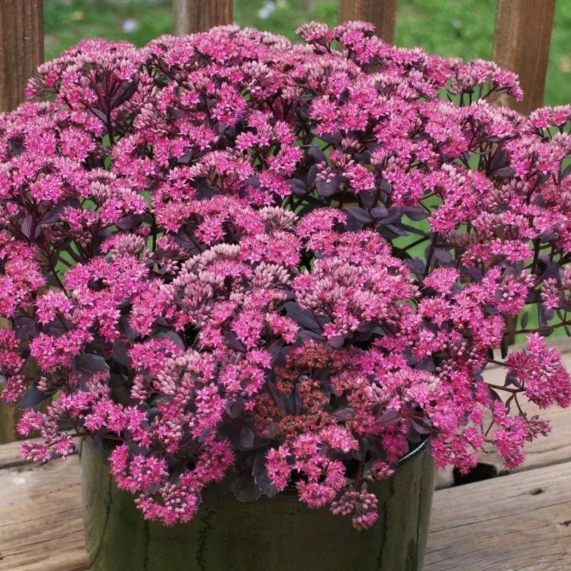 Sedums