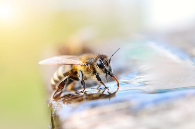 Pollinator Attractant