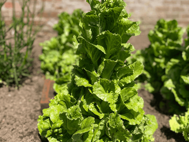 Seed Harvesting Opportunity