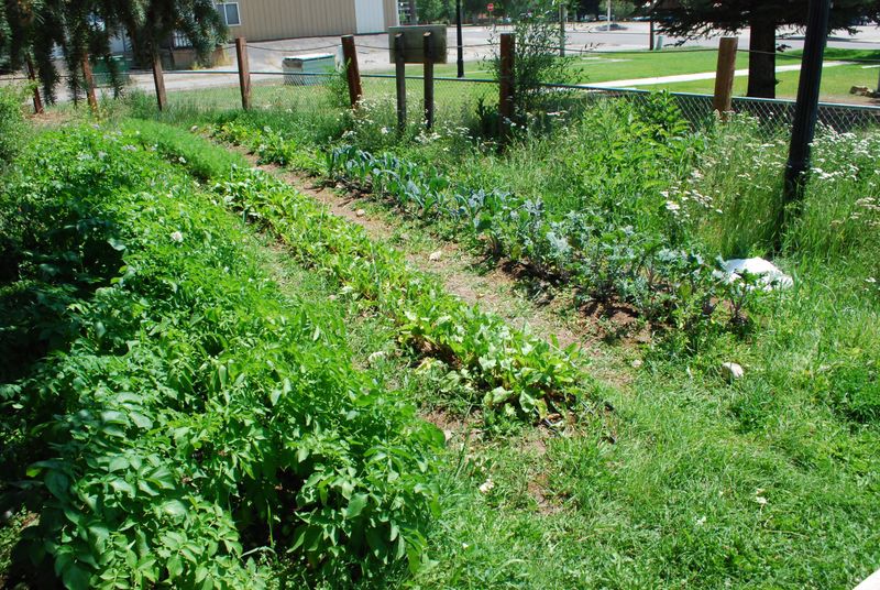 Seed Saving Traditions
