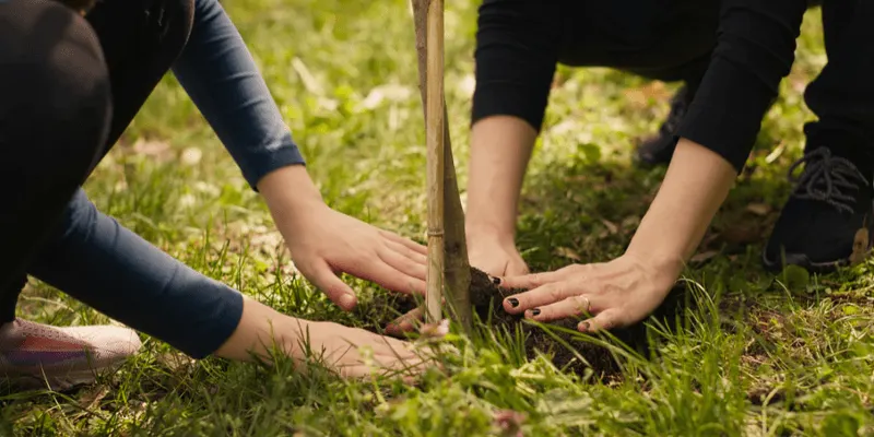 Soil Preparation