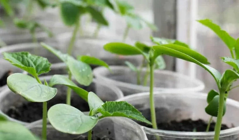 Seed Starter Medium