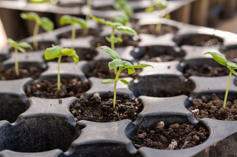 Seed Starting