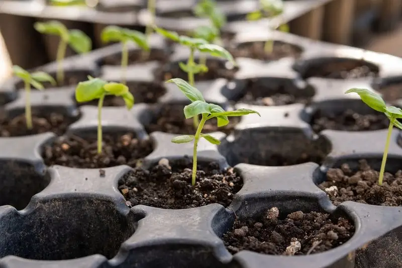 Seed Starting