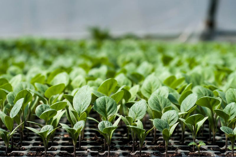 Seedling Overcrowding