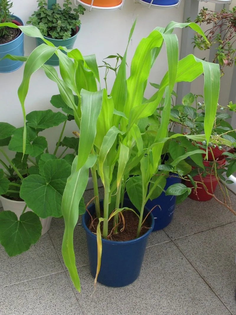 Select the Perfect Corn Variety