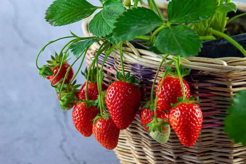 Select the Right Strawberry Variety