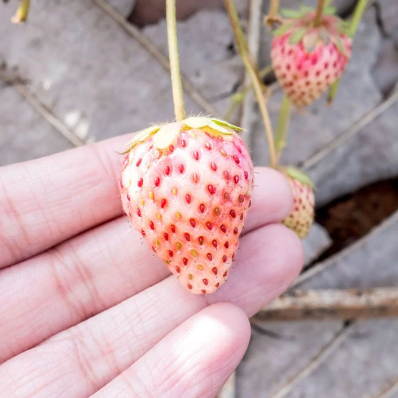 Selecting Quality Pineberry Plants