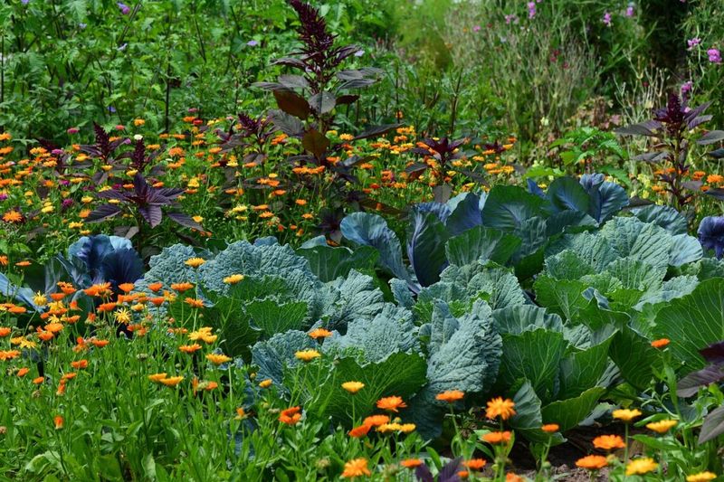Overlooking Companion Planting