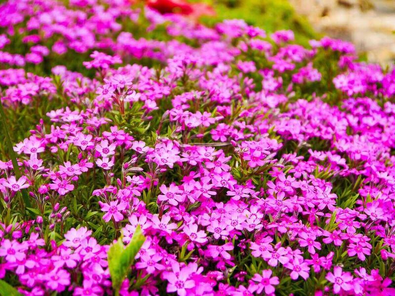 No-Fuss Flowering Ground Cover