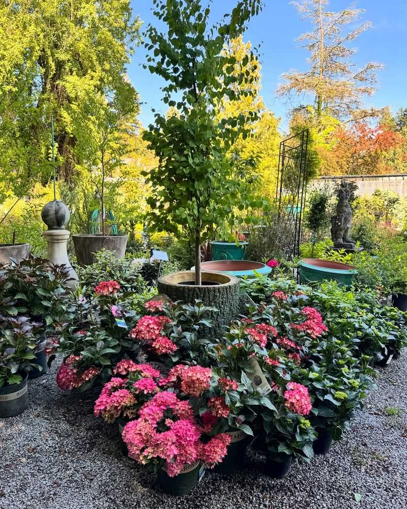 Sensitive Plants