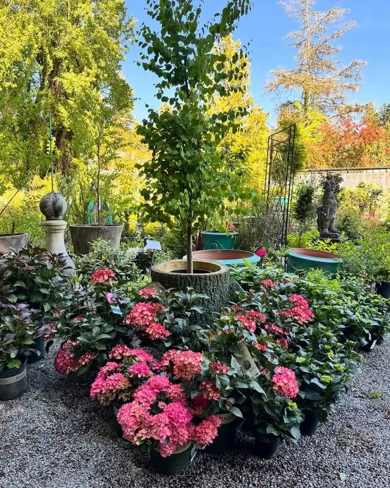 Sensitive Plants