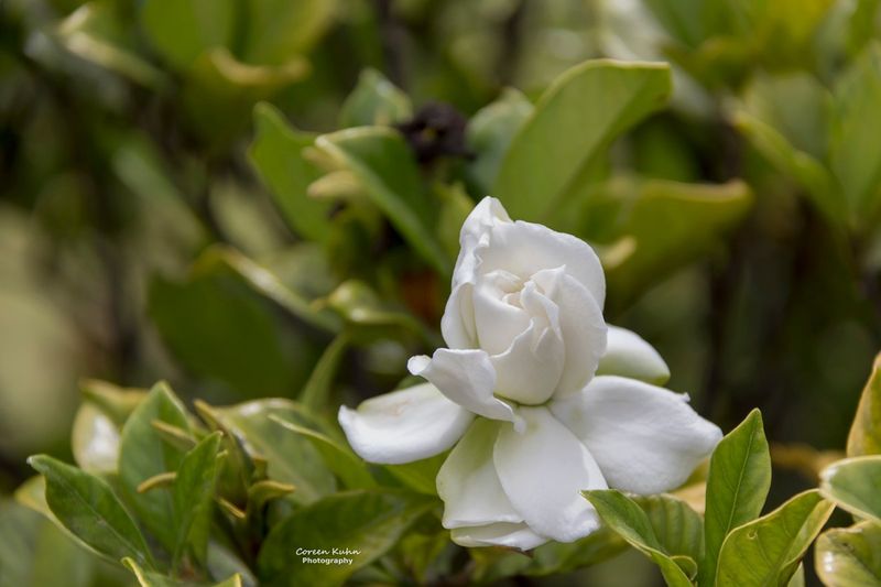 September: Gardenia