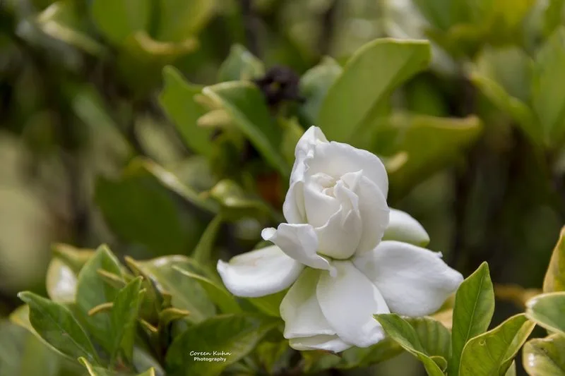 September: Gardenia