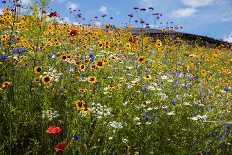 Wildflower Meadow