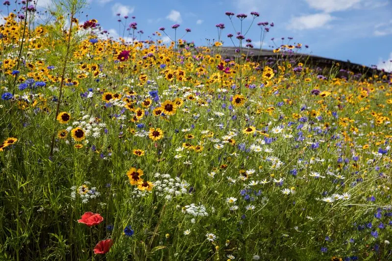 Wildflower Meadow