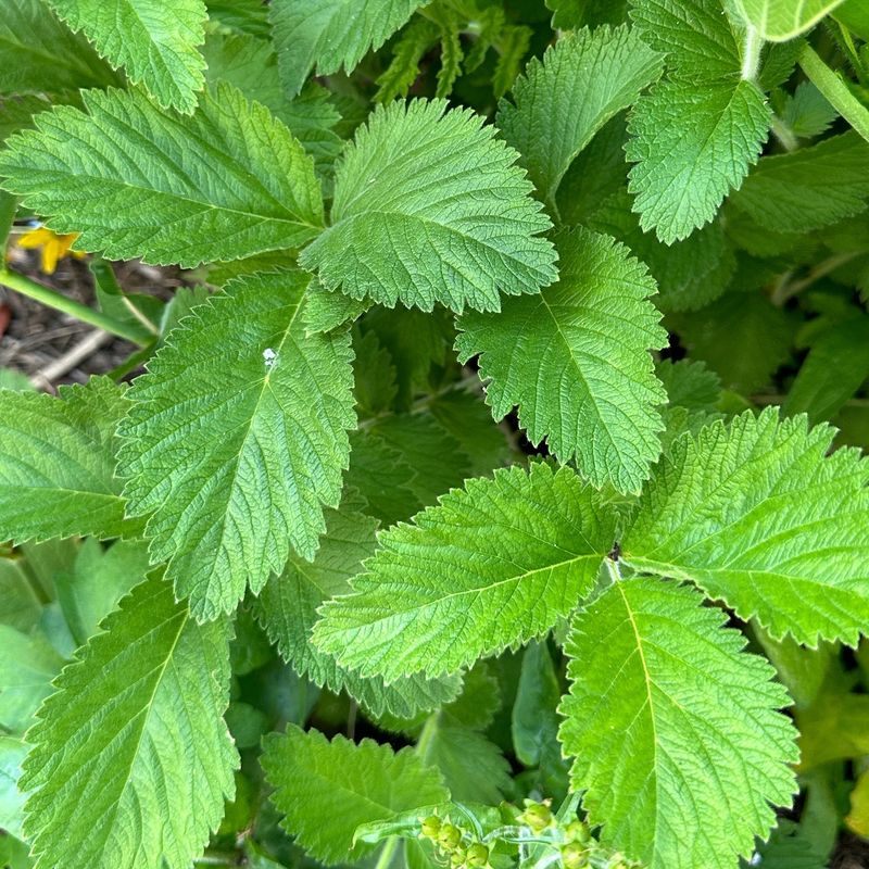 Serrated Leaf Edges