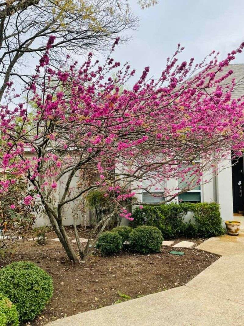 Redbud