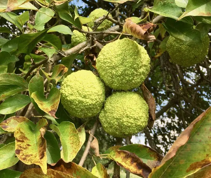 Osage Orange