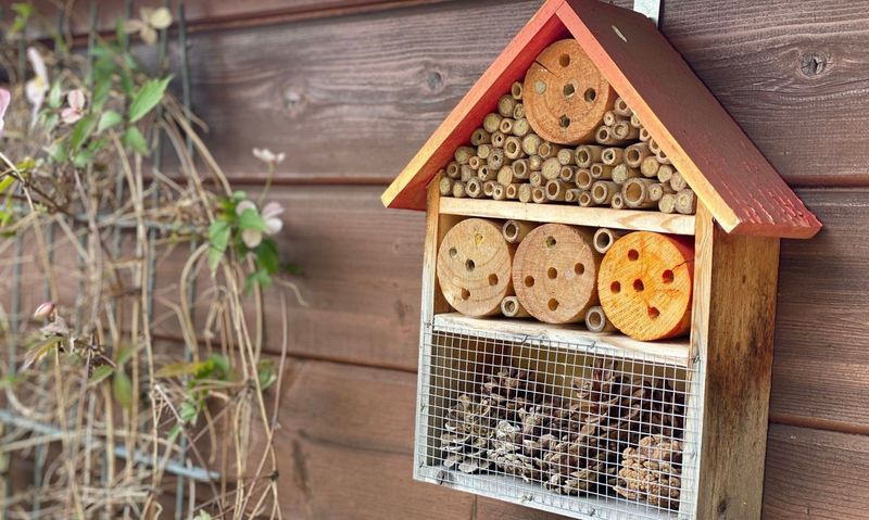 Set Up a Bee Hotel