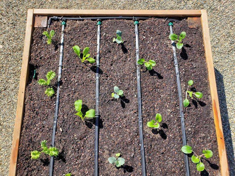 Setting Up Irrigation