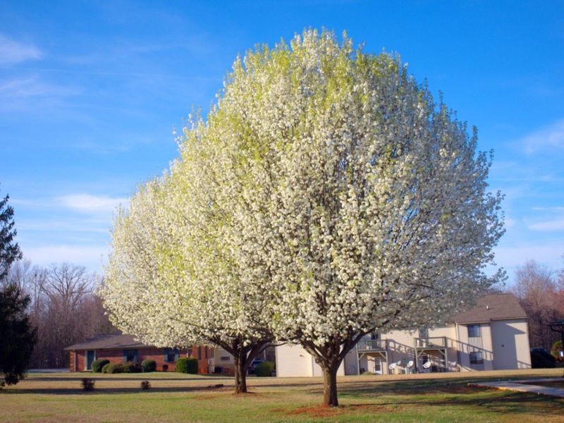 Native Trees