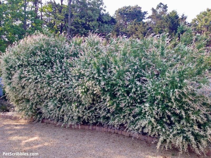 Privacy Screen
