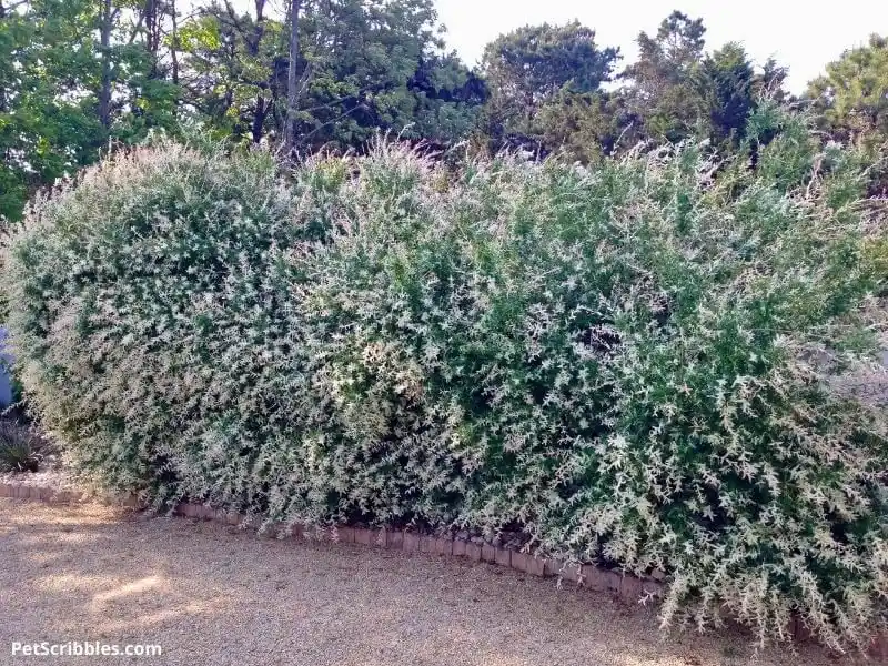Privacy Screen